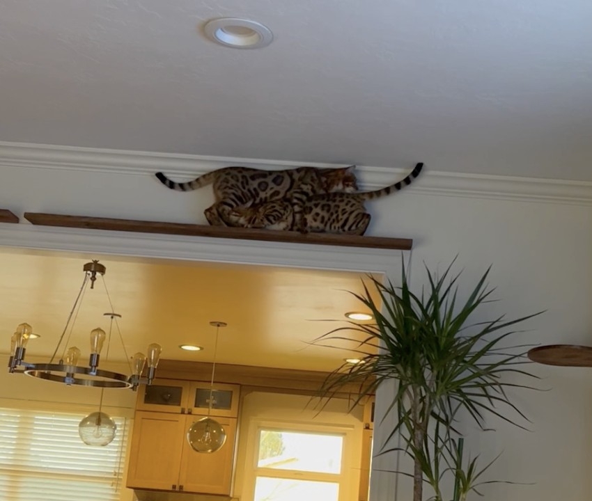 奴才:真的是好麻吉喔!