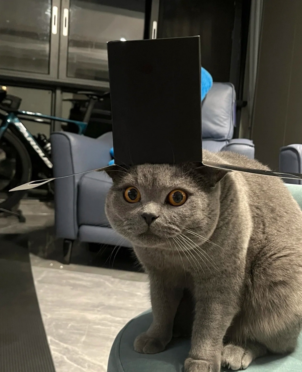 奴才：你這呆萌的樣子很沒有威嚴欸～