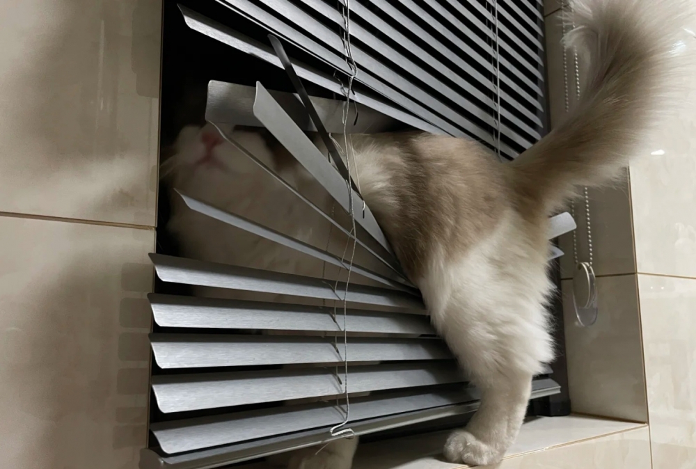 奴才：要是弄壞了你賠給我嗎？