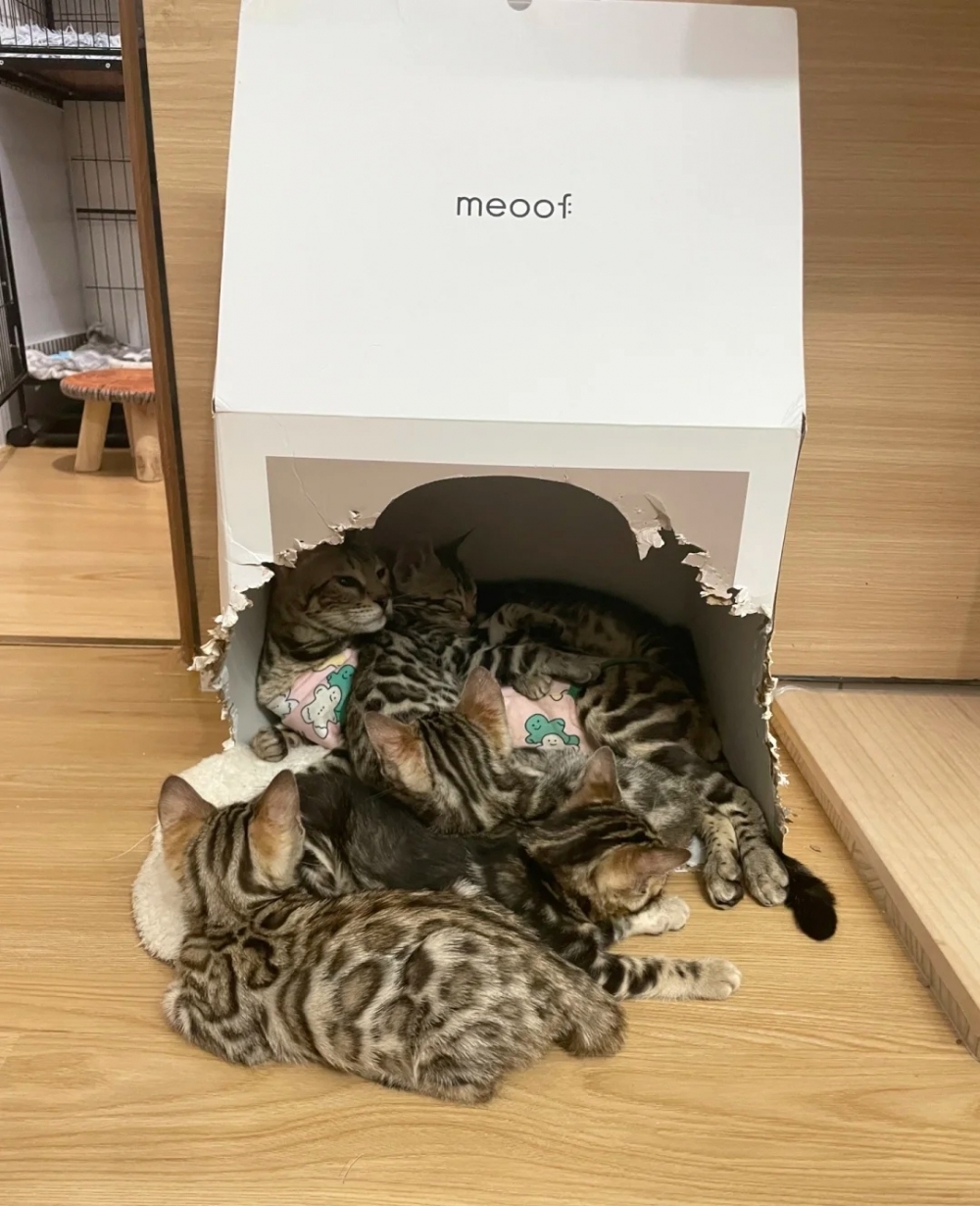 奴才：終於承認啦