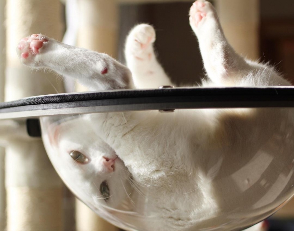 奴才：你的睡姿真是千變萬化啊！