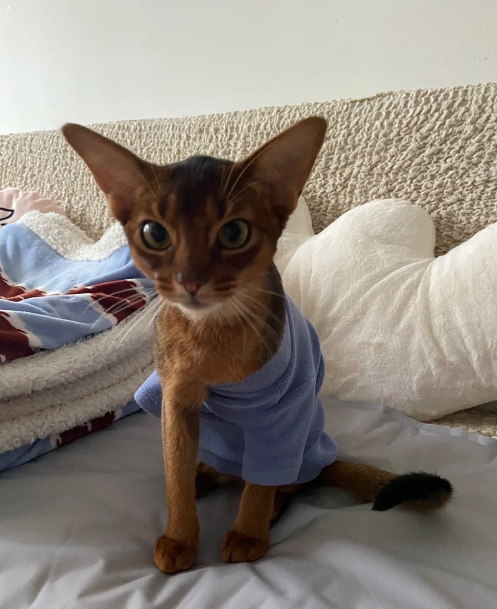 奴才：小心愛漂亮的代價是感冒要吃藥喔！