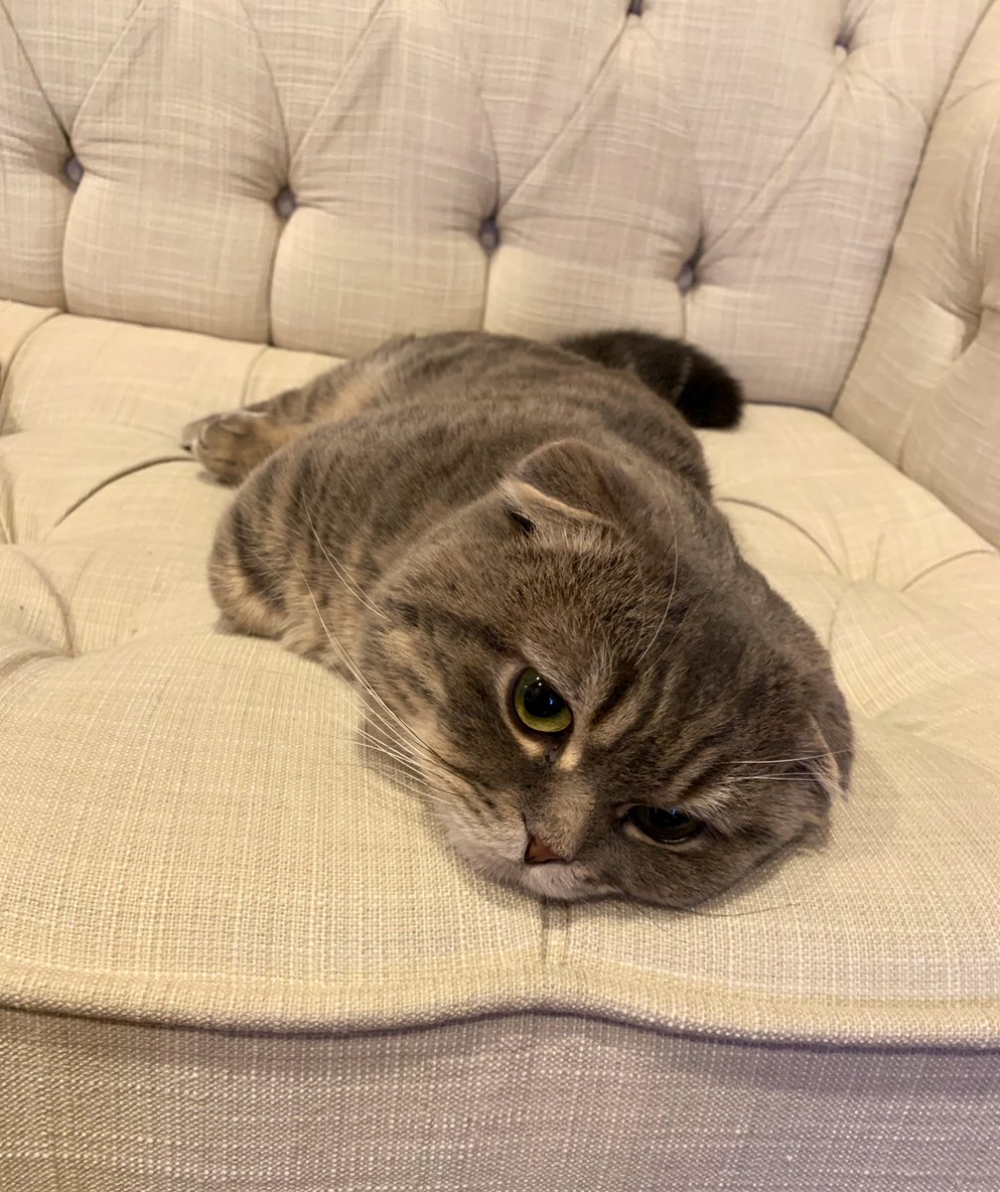 喵：哼！不打算哄一哄朕嗎？