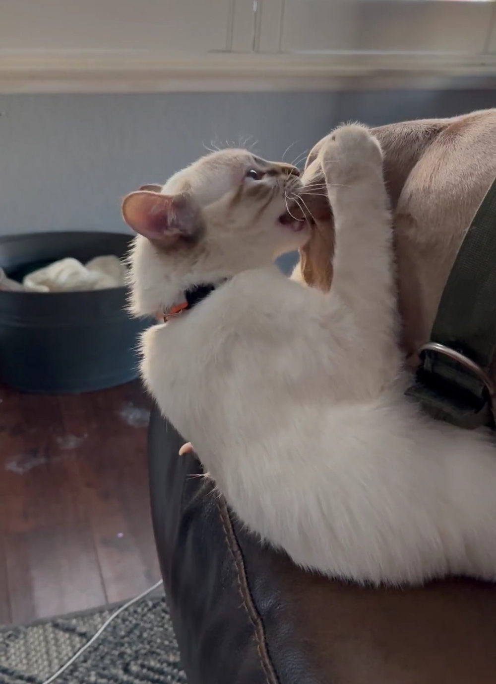 汪：糟糕~被制裁了