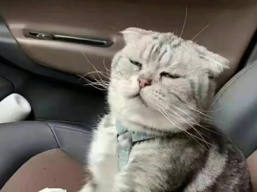 奴才：你要是真的吐了等下就補償你一個貓罐頭吧~