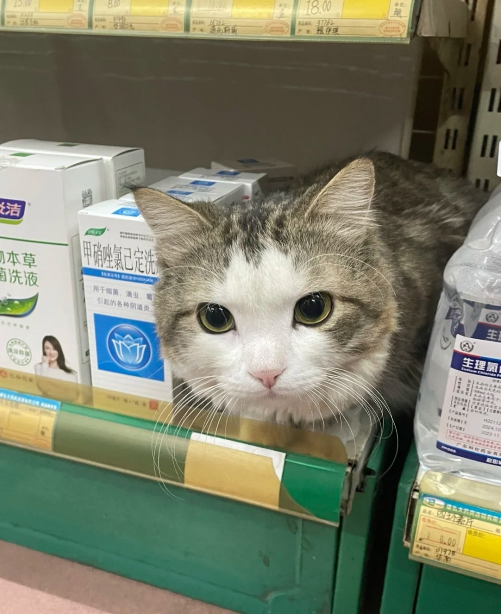 奴才：五個小魚乾夠嗎？