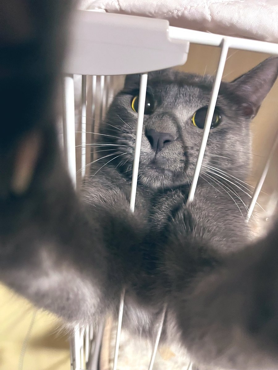 奴才：我也不能怎麼樣了啊～家裡有點藝術感也挺好的