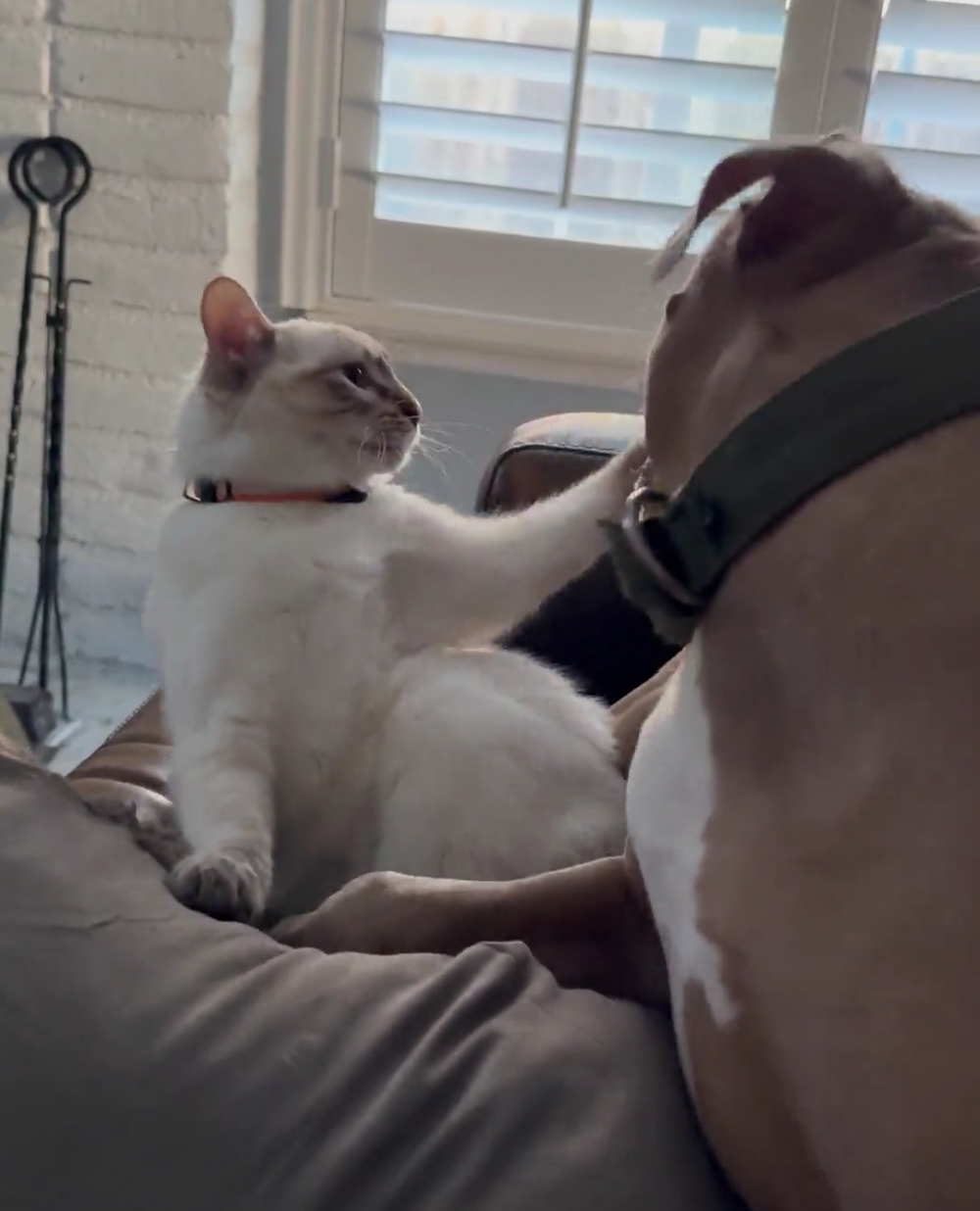 奴才：汪主子什麼時候那麼聽話了