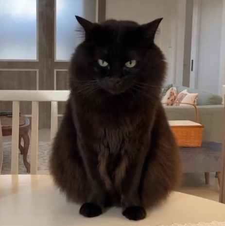 喵:霧氣的水分不至於浸濕朕啦