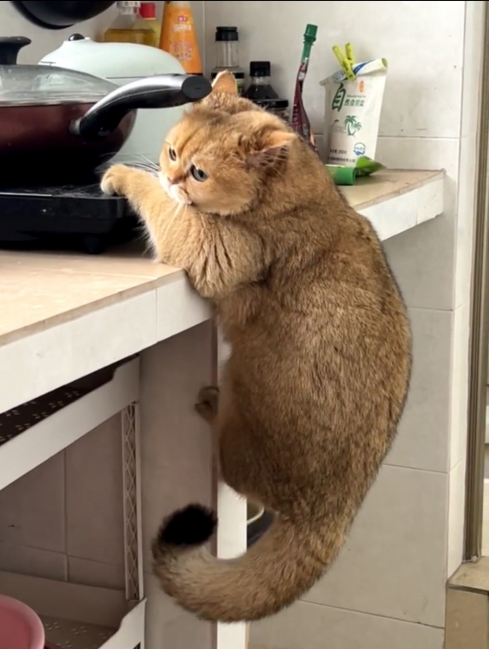 奴才：那你靠自己的努力吧~