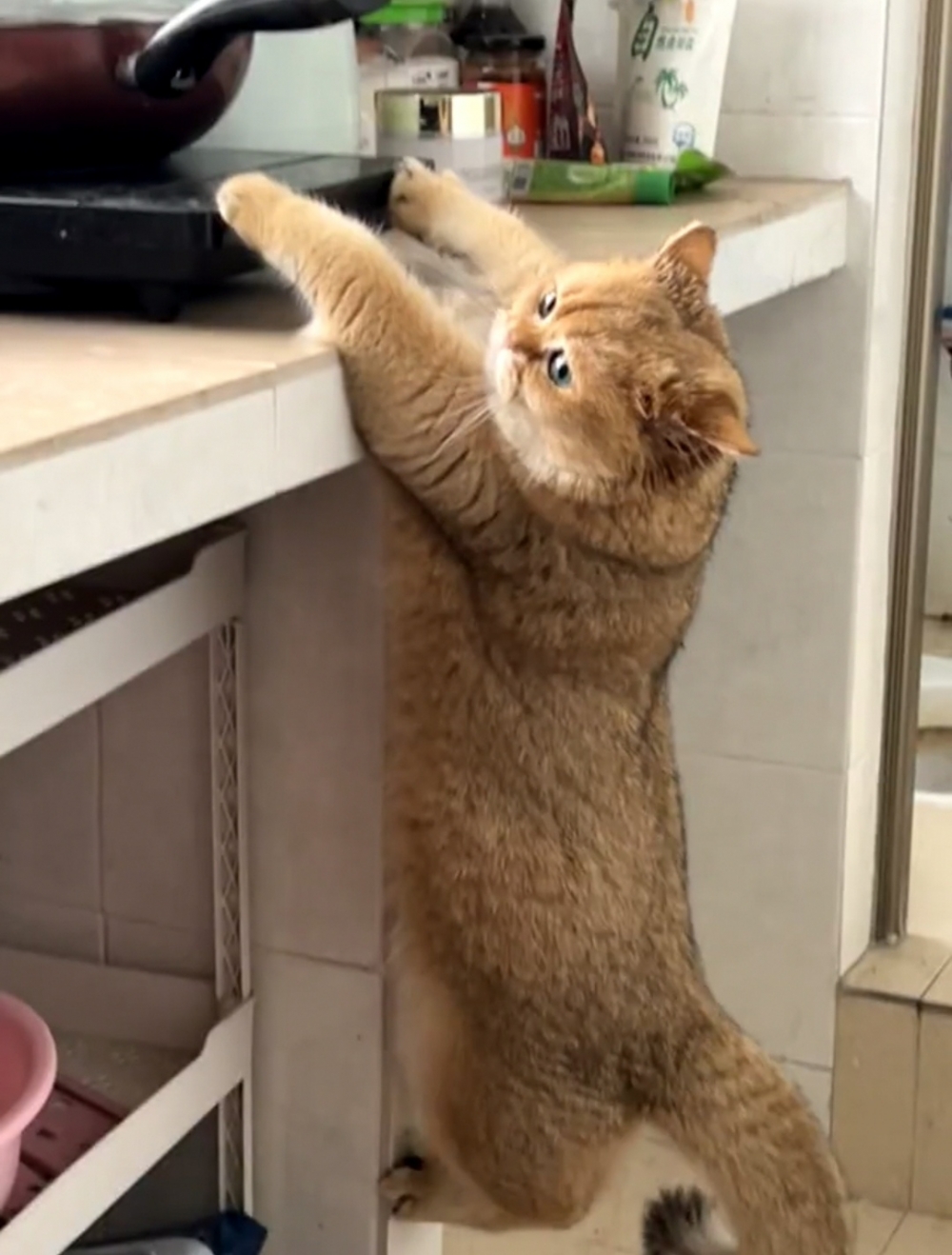 奴才：這個不是你吃的！不要指望我幫你喔~