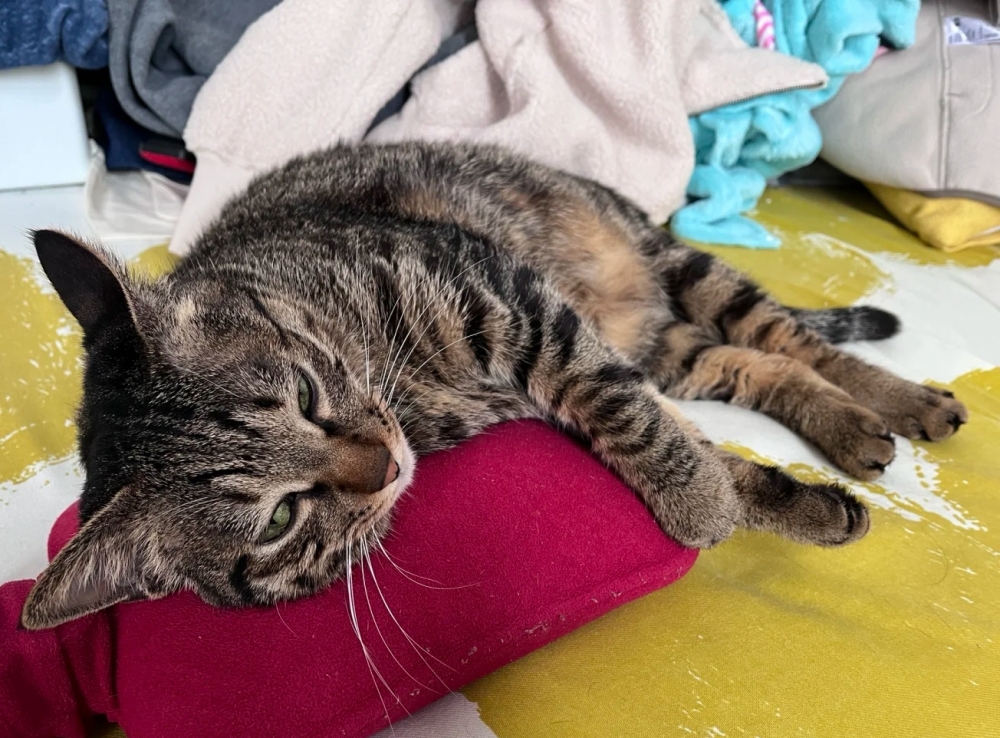 奴才：嘴真甜，這樣還差不多