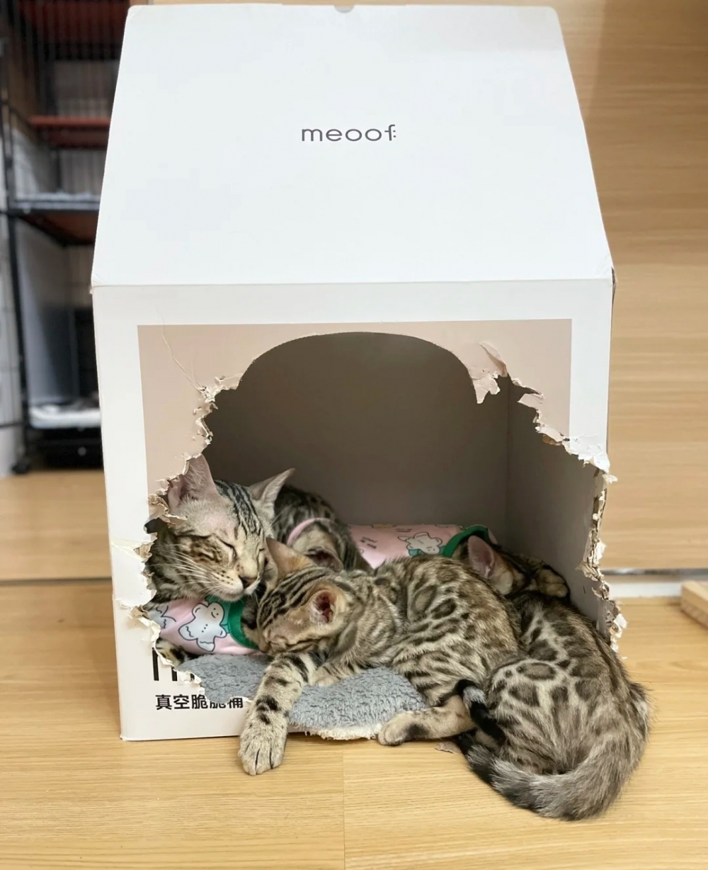 奴才：不是吧，你又沒有很胖