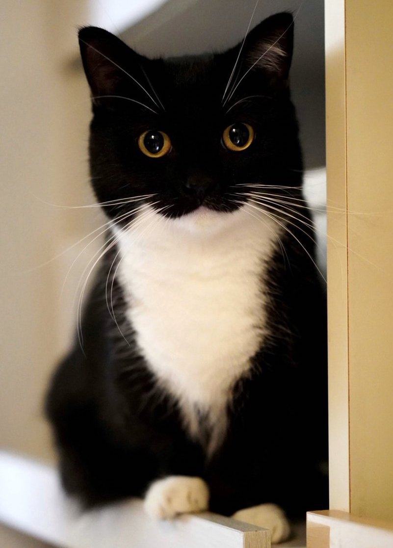 奴才：確實沒錯欸！