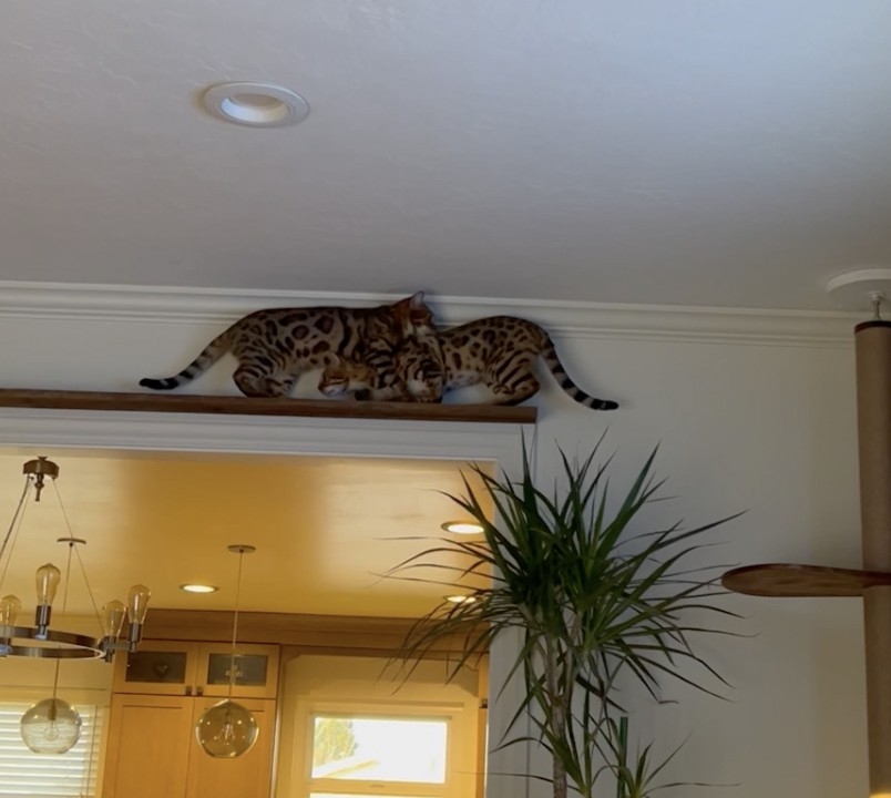 Nacho:怎麼可能喔