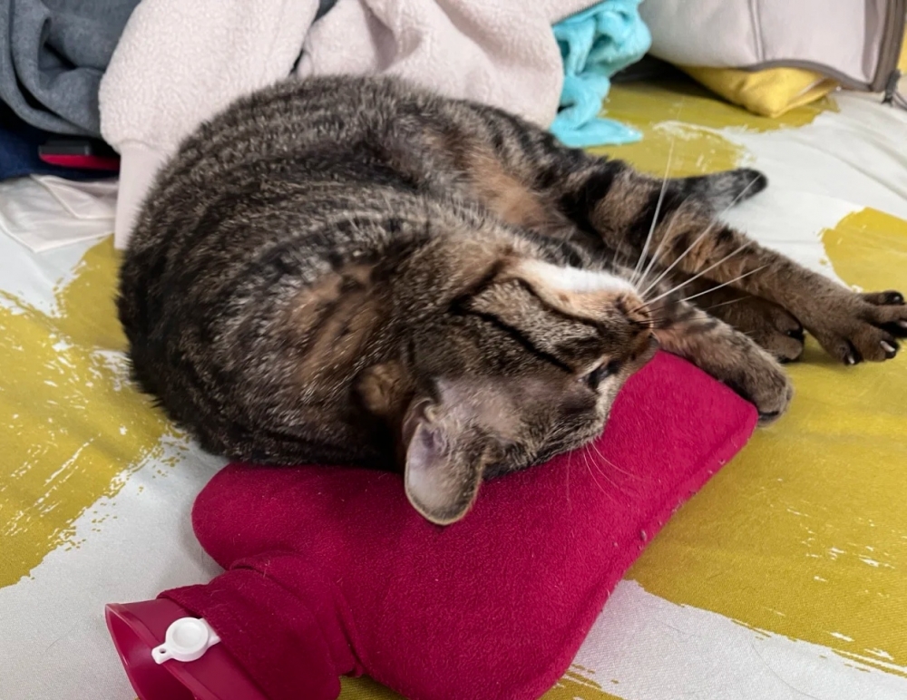 奴才：不是吃就是睡~喵生太爽了吧