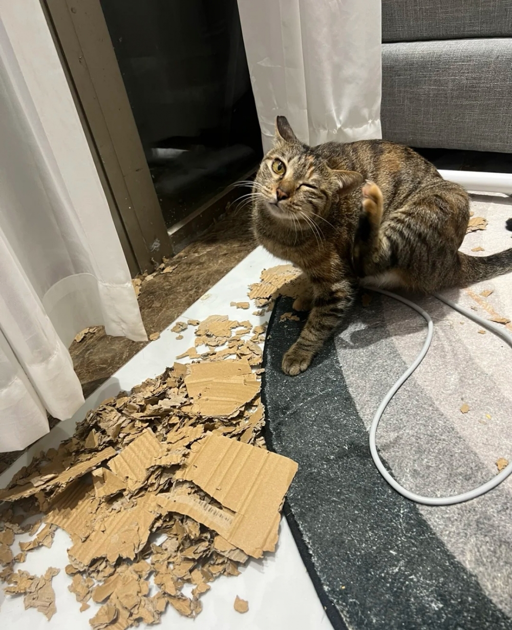 奴才：你真的是我的好幫手誒~