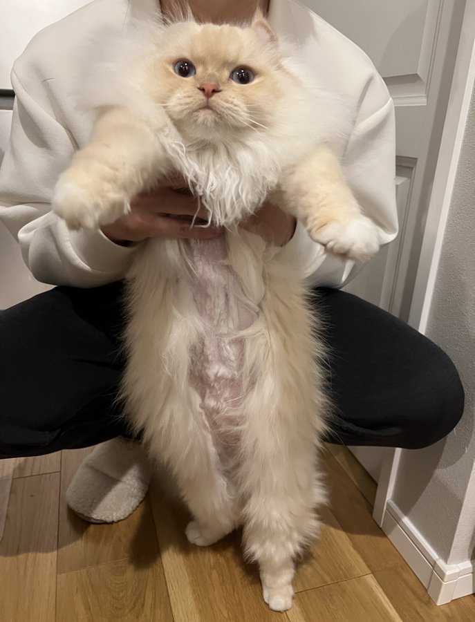 奴才：這個造型可以鎖死了啦！