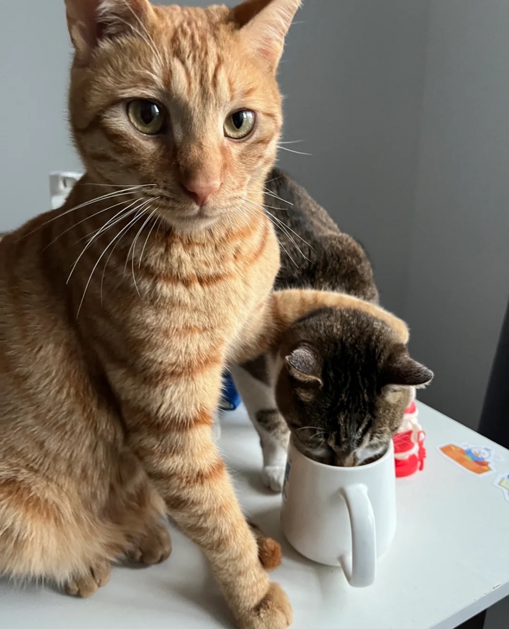 橘喵：朕還治不了你了～