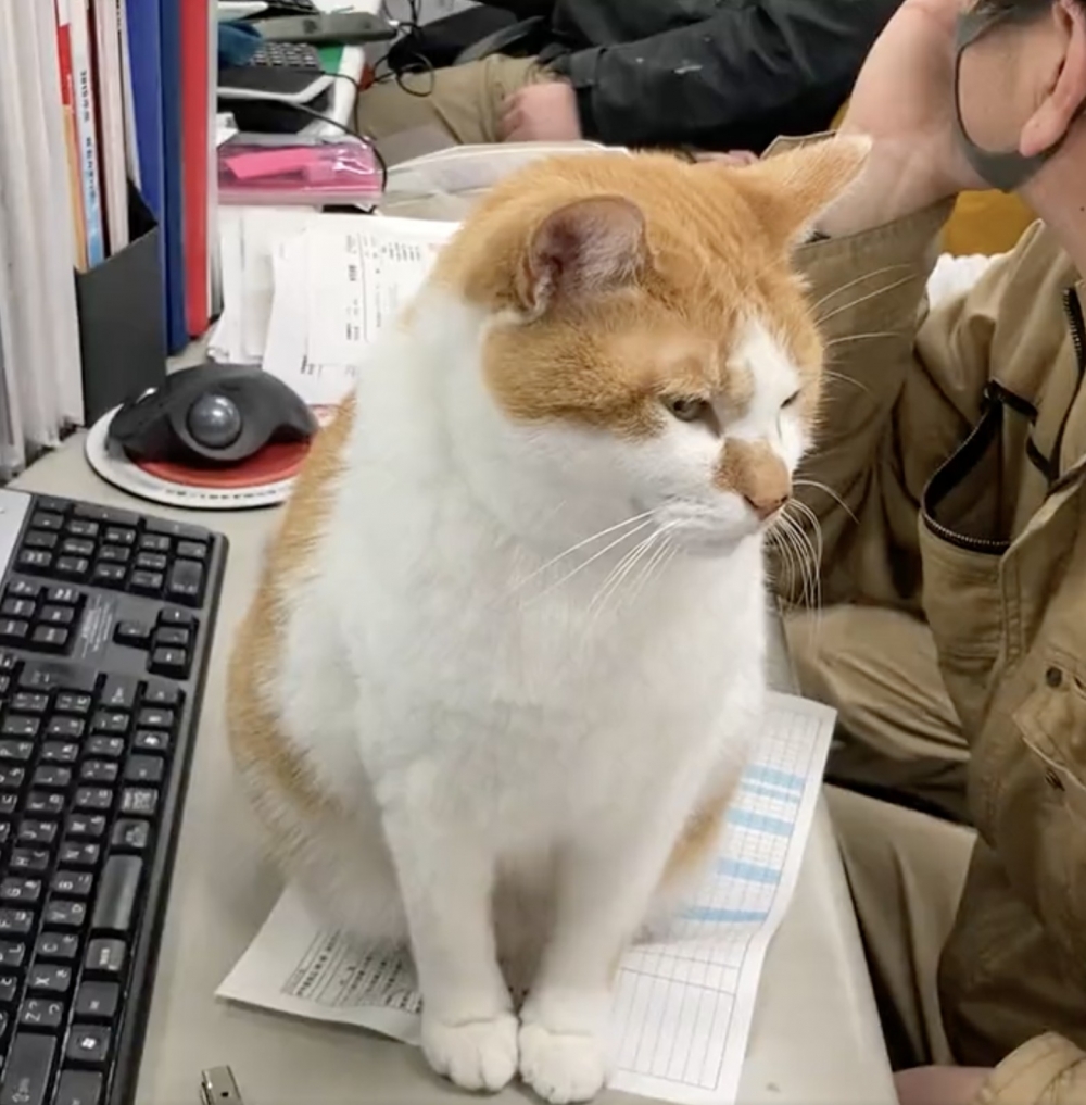 喵：還不趕快認真辦公～