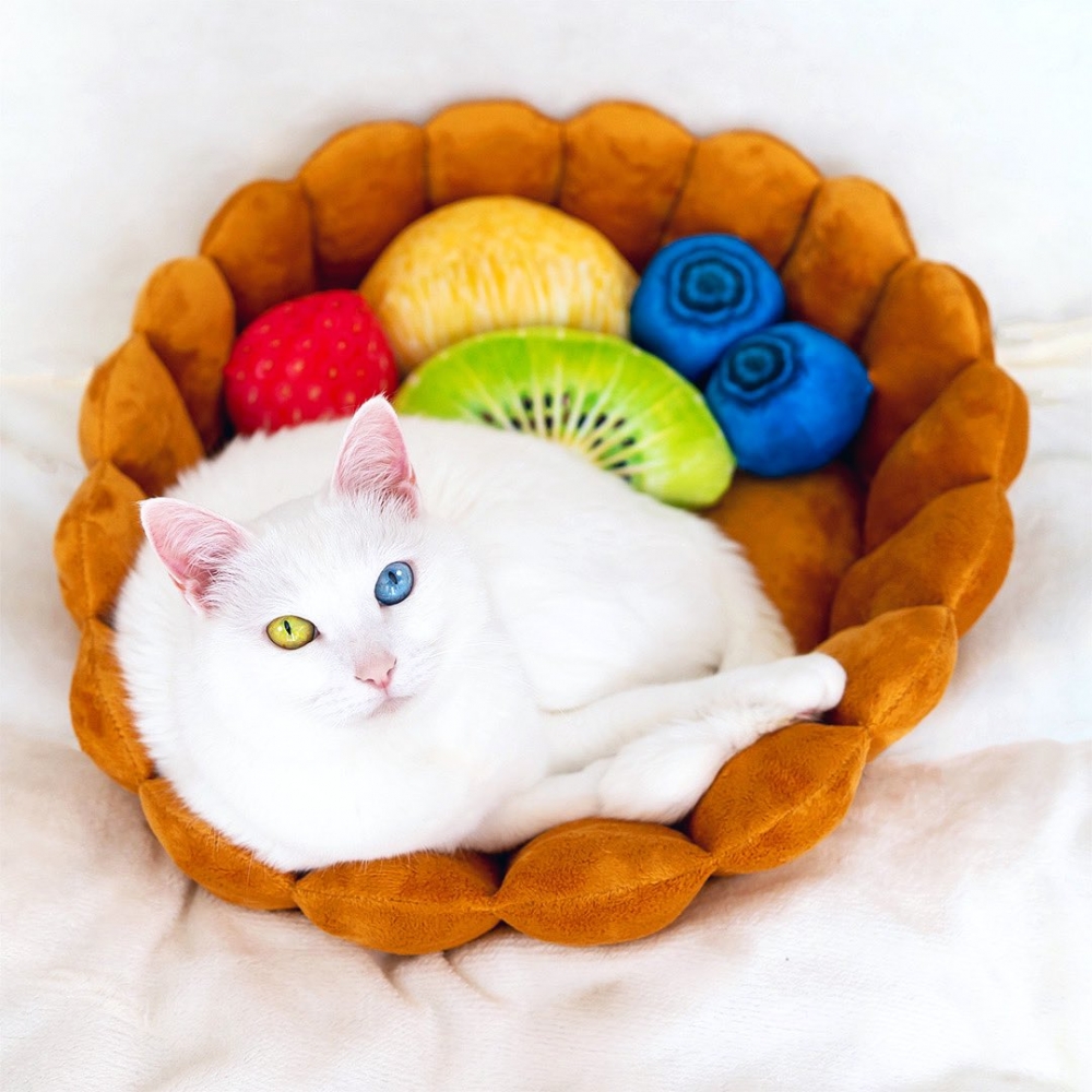 喵：朕是不是很誘人