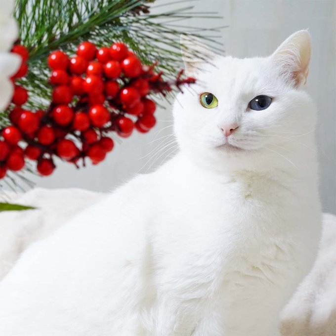 喵：證明朕天生麗質