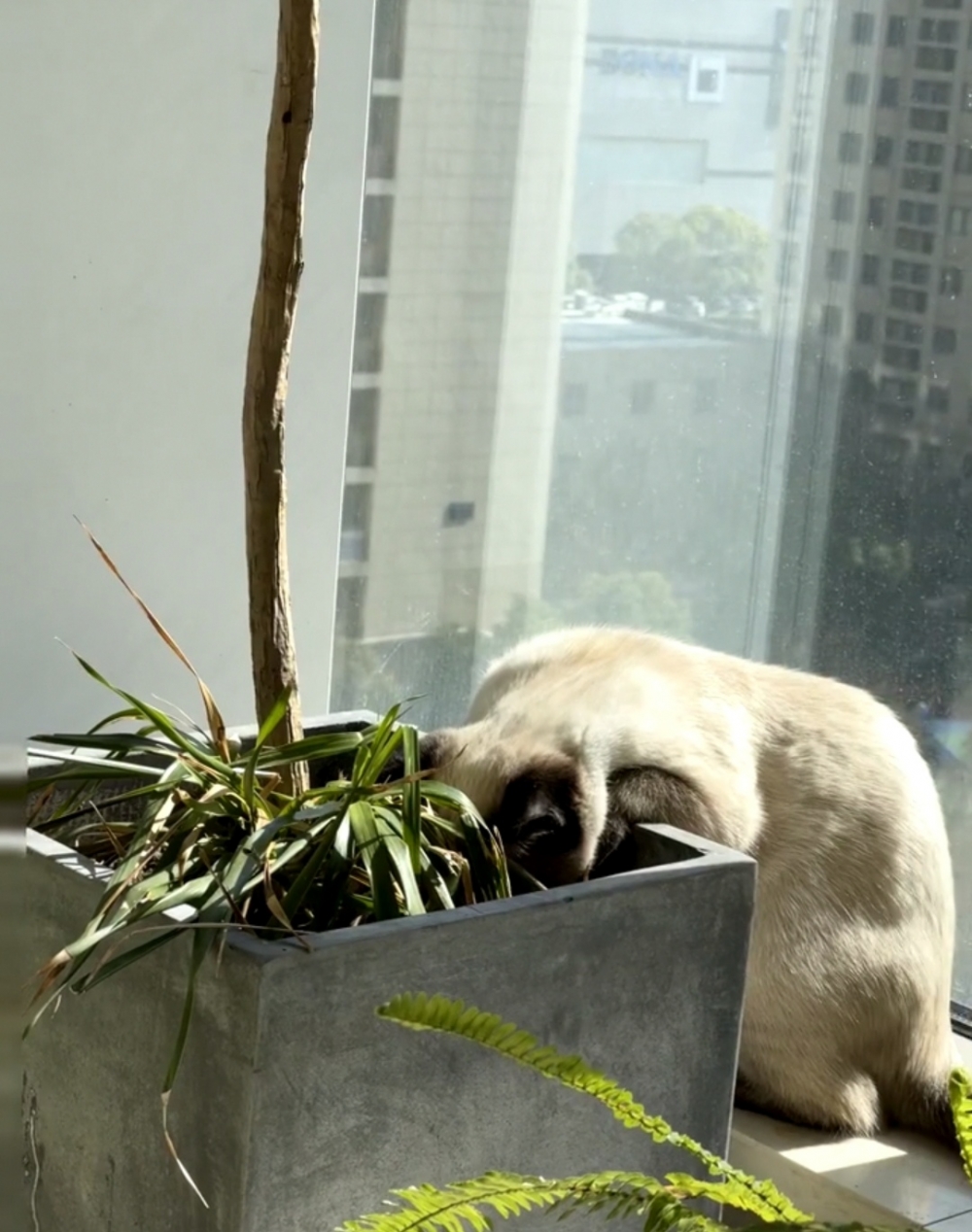 奴才：好，記錄下來了，那等下再來施肥澆水