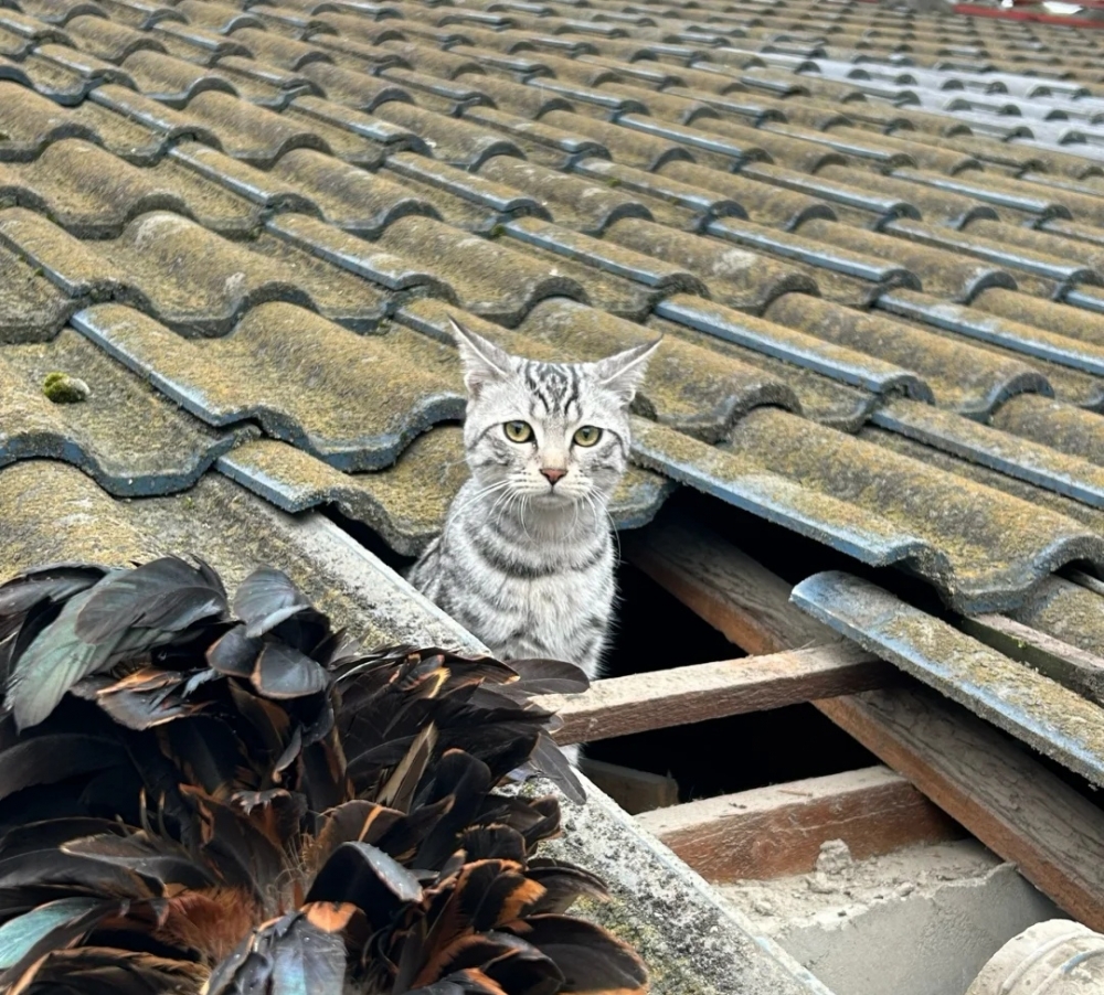 奴才：你倒是很開心啊！