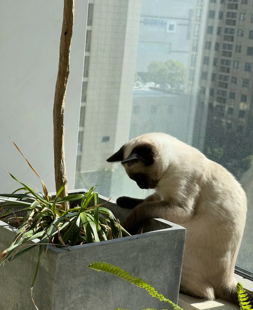 奴才：還要做什麼其他的事情嗎？