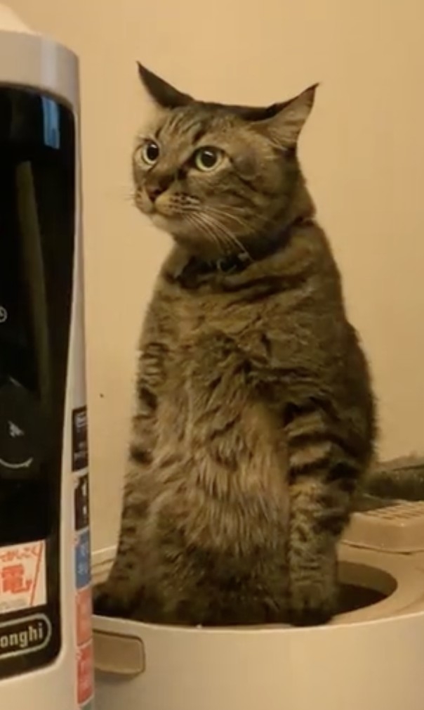 喵：朕有技巧當然可以啊