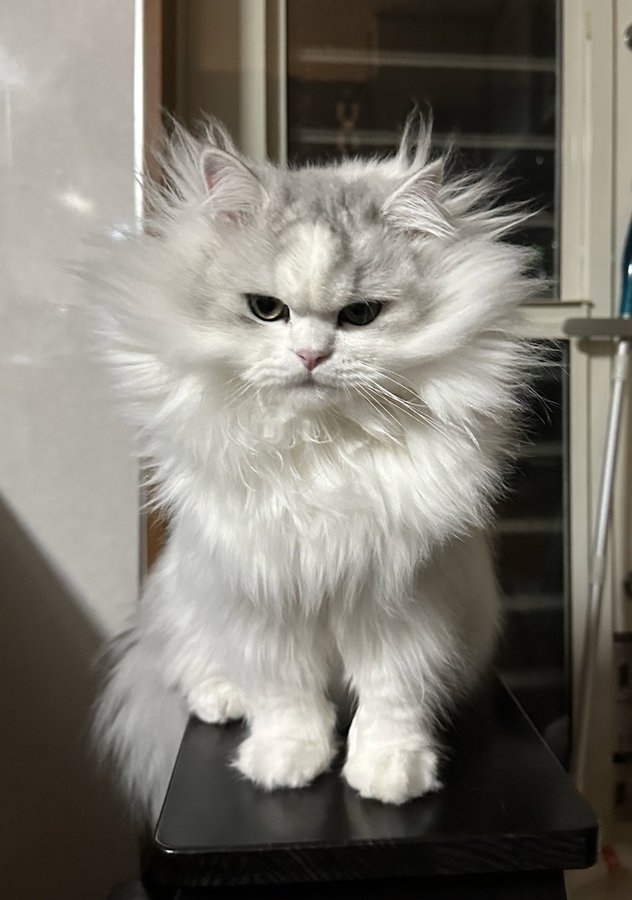 奴才：你確定這真的好看嗎？