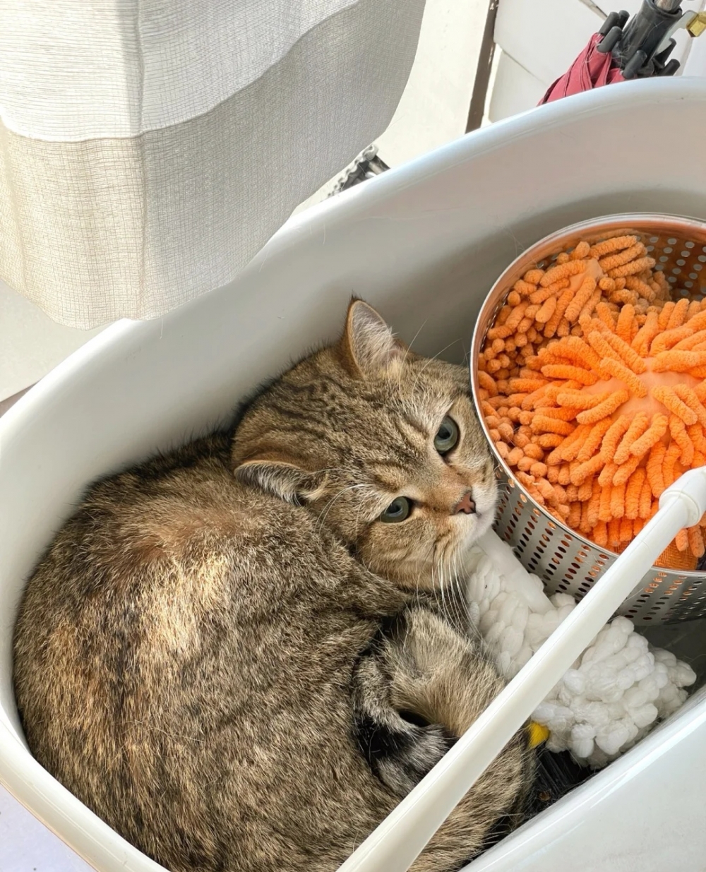 喵：朕覺得沒關係啦