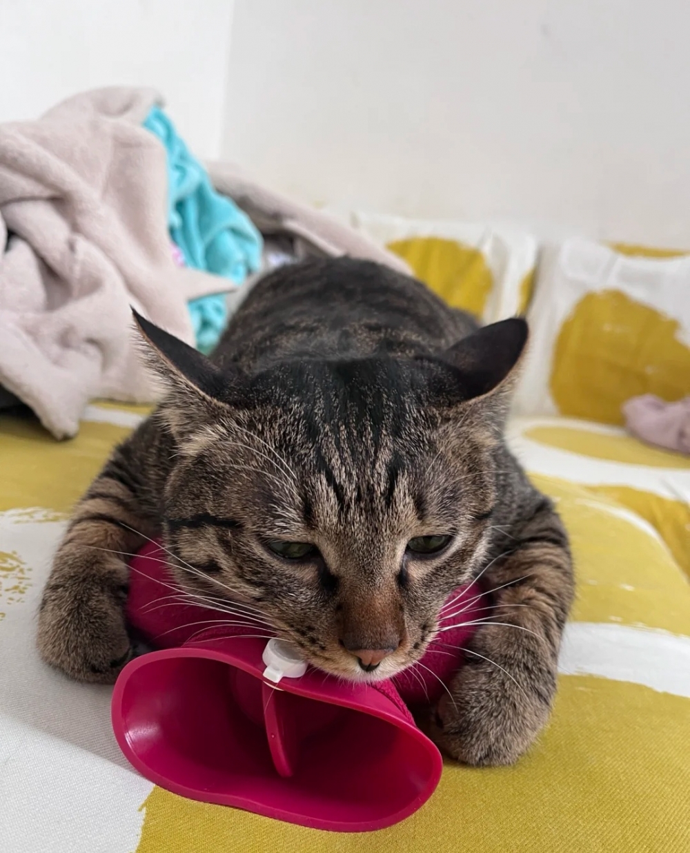 奴才：你倒是很舒服啊