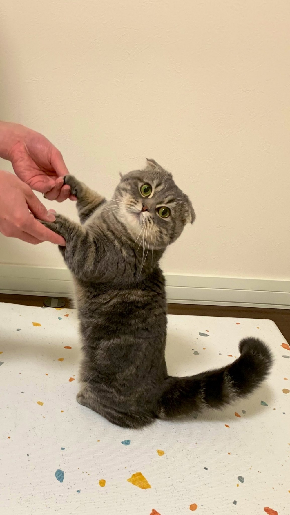 奴才：好啦好啦，給你拿個小零食吃吃吧