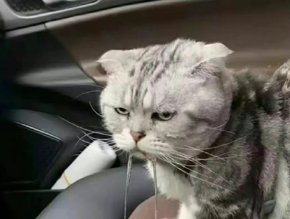 奴才：抱歉啦！都怪我不好