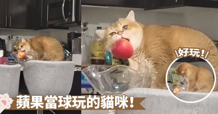 饞貓物色到新目標了！偷吃還貪玩～整顆蘋果上嘴就咬，這樣吃不覺得費勁嗎？