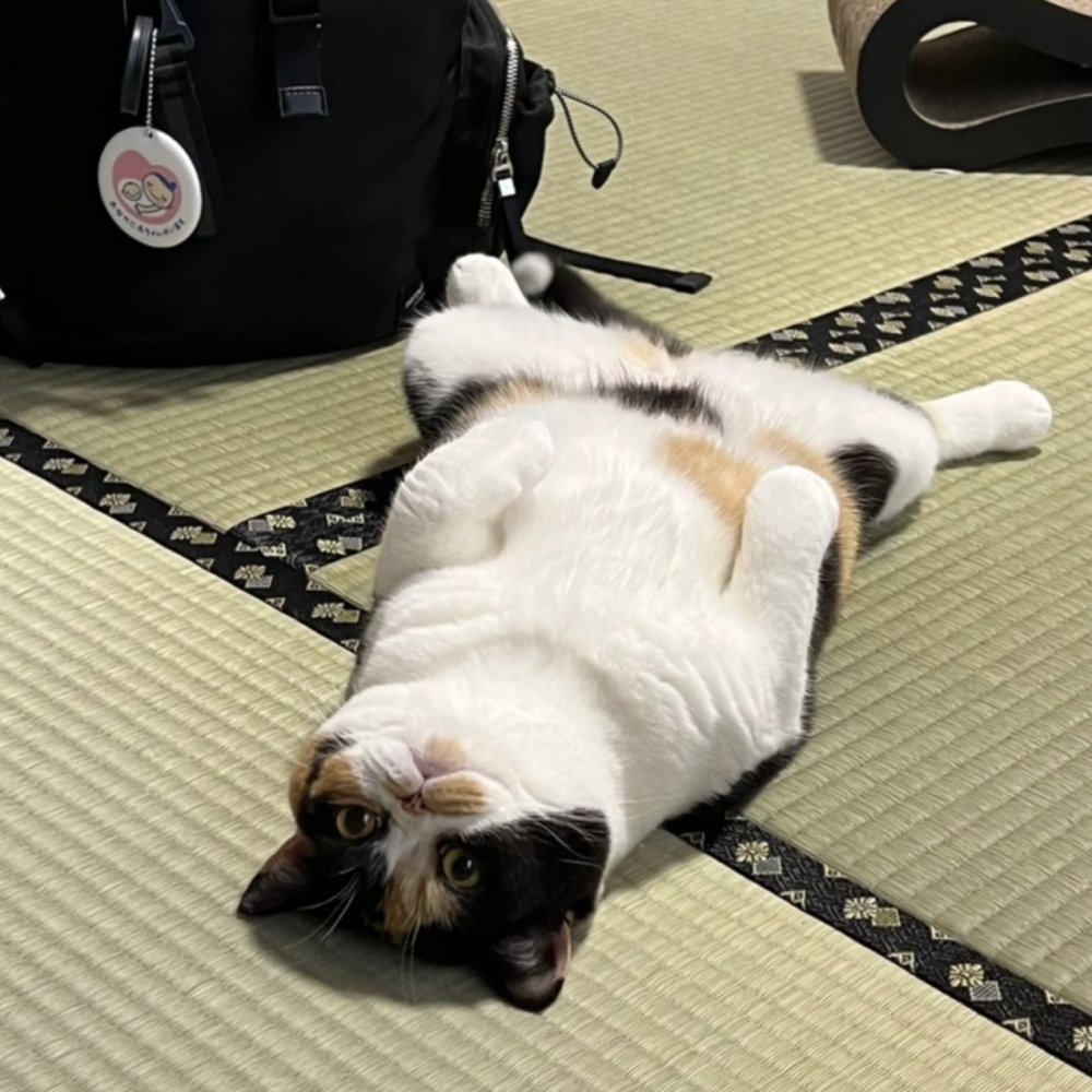 奴才：你也太爽了吧