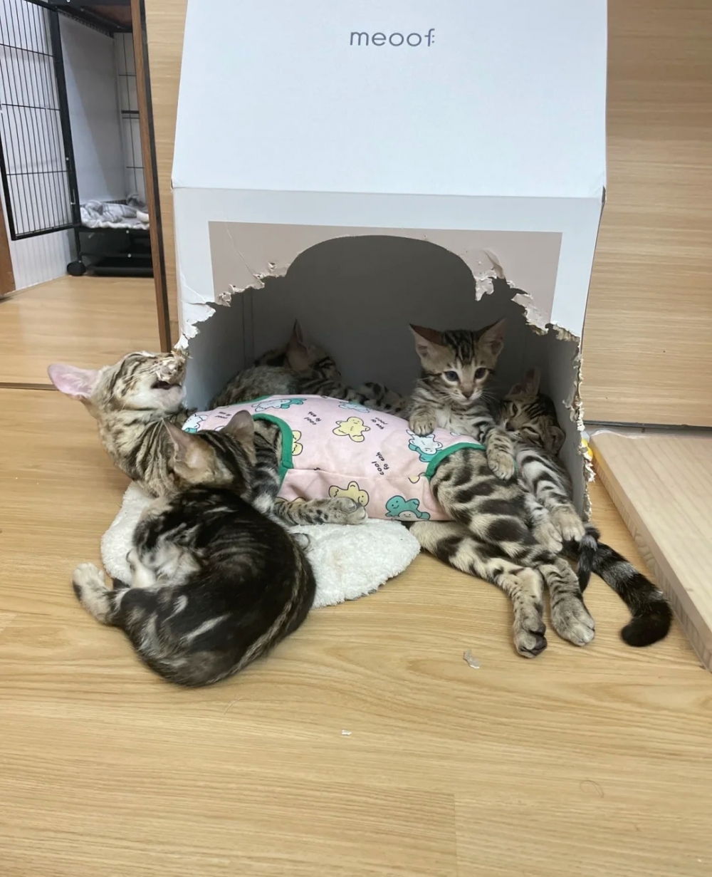 奴才：究竟是改造還是嘴巴癢？