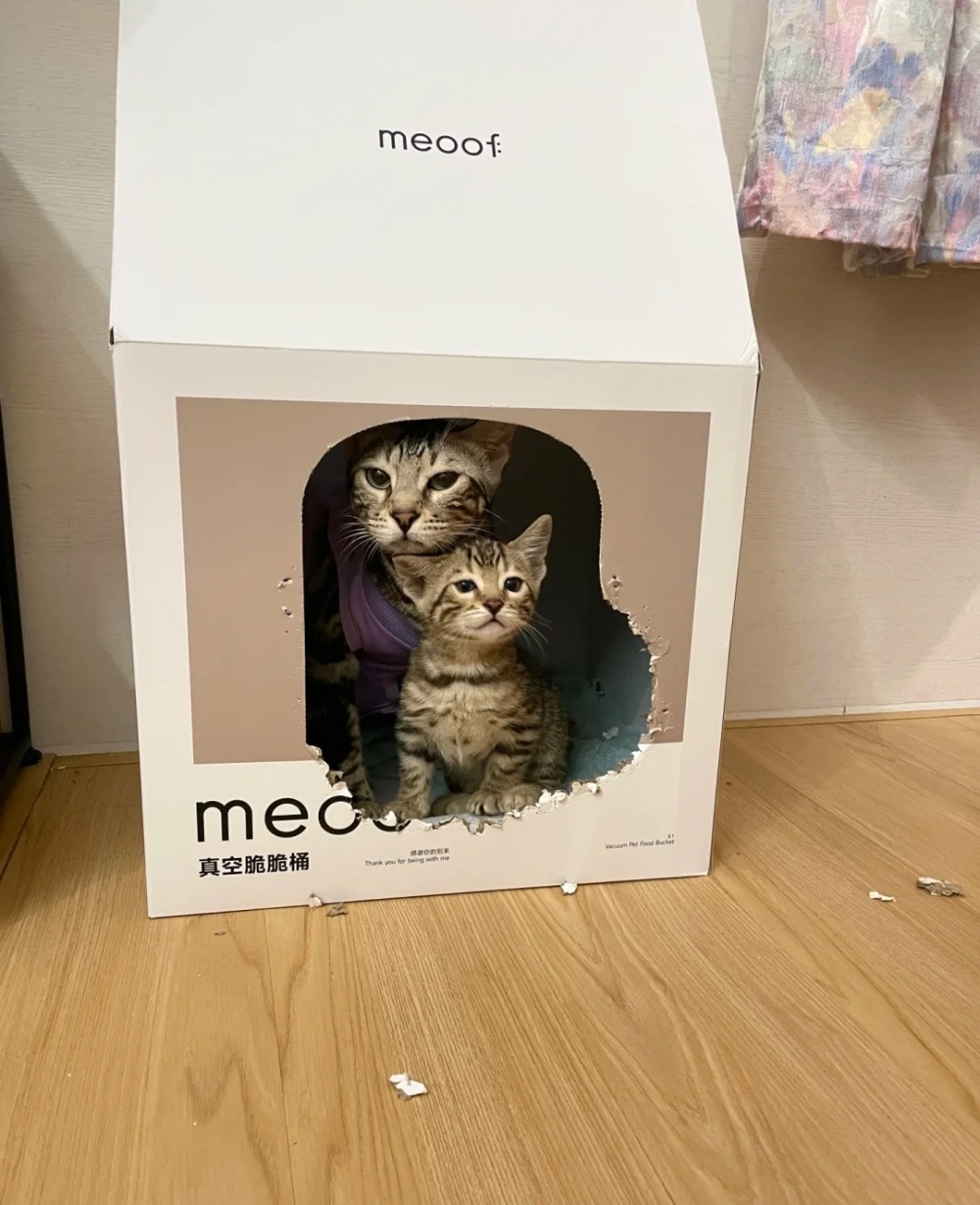 奴才：現在這樣還不滿足嗎？