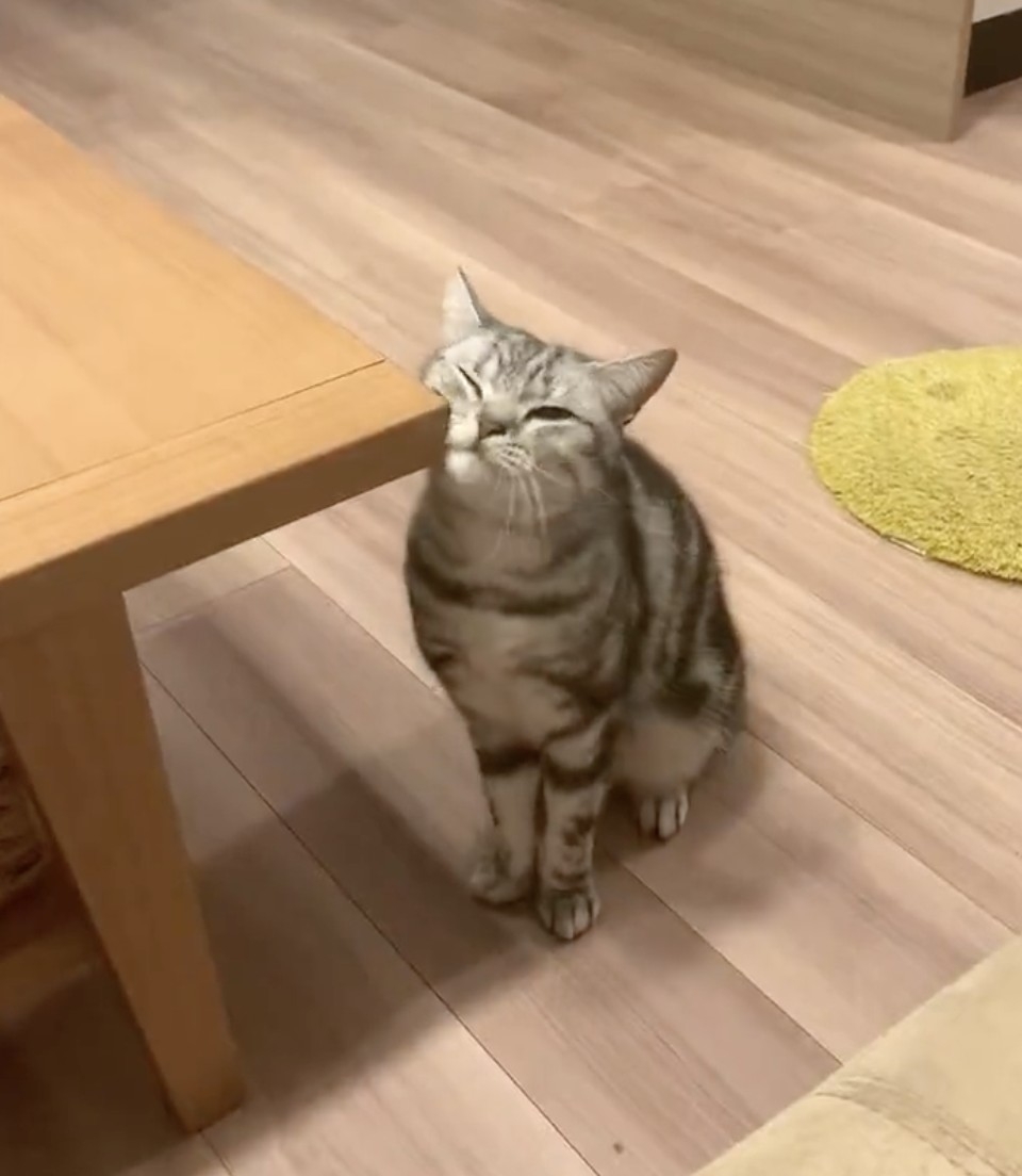 奴才：是想證明自己長高了嗎？