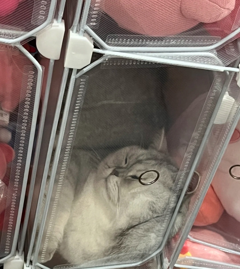 奴才：你放縱的日子開始了