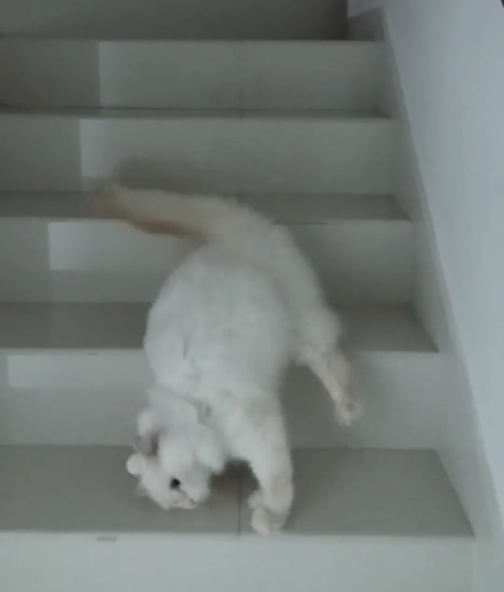 奴才：你還是小心一點比較好