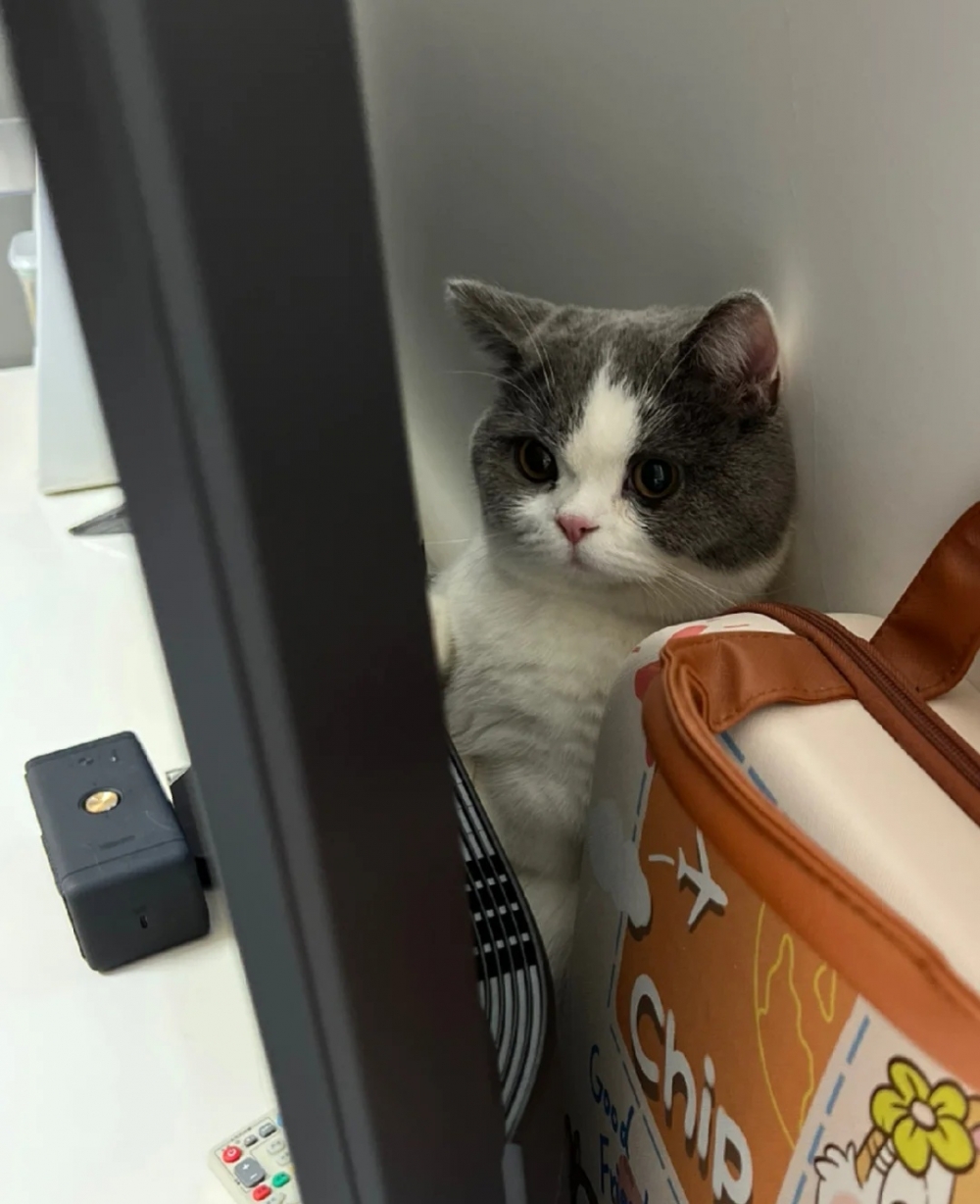 奴才：找你找得好苦啊