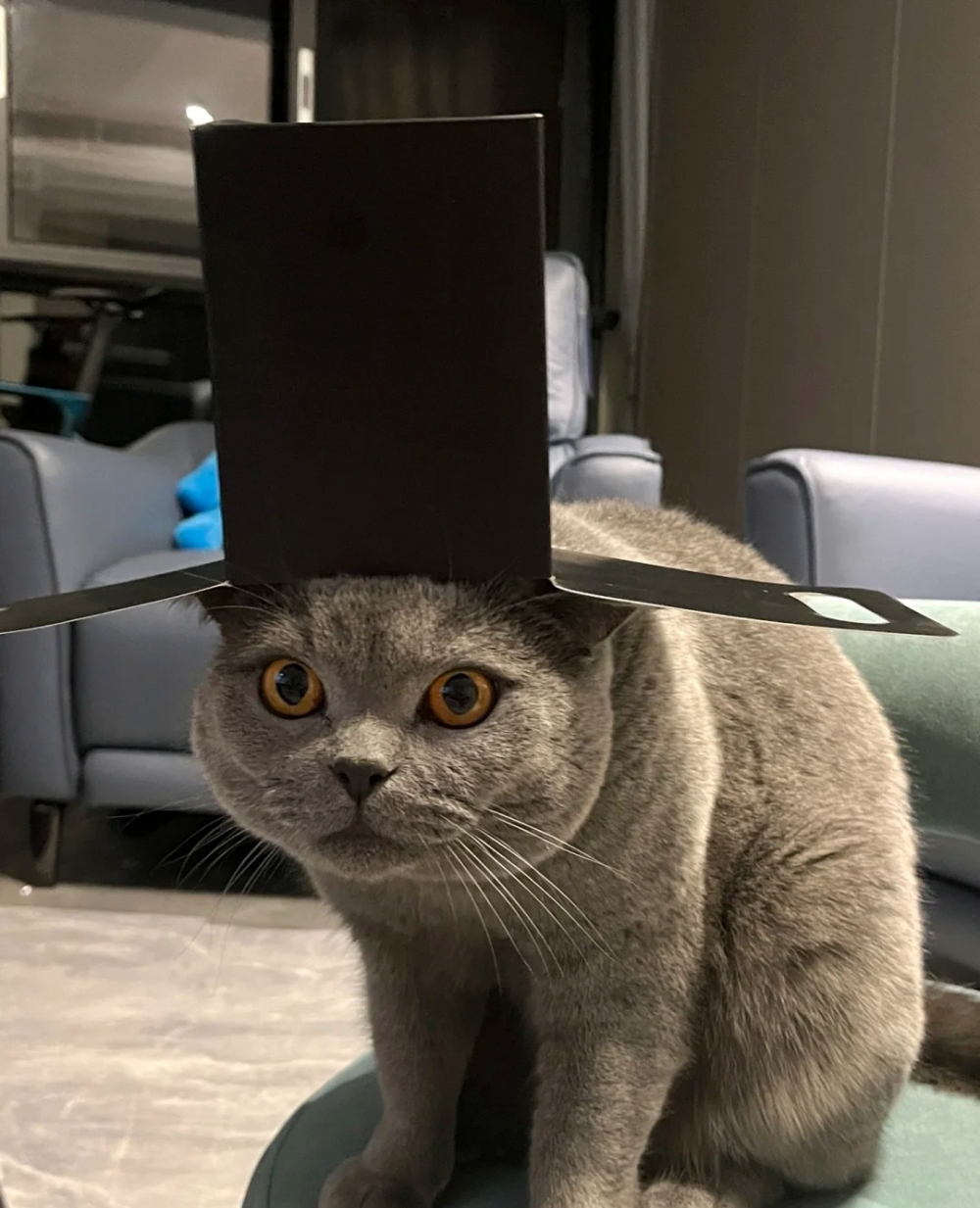 喵：好啦～朕再鍛鍊一下自己的表情管理