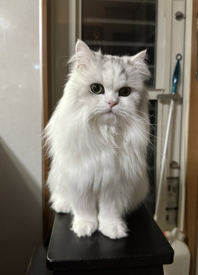 喵：就是要來點不一樣才會與眾不同啊！