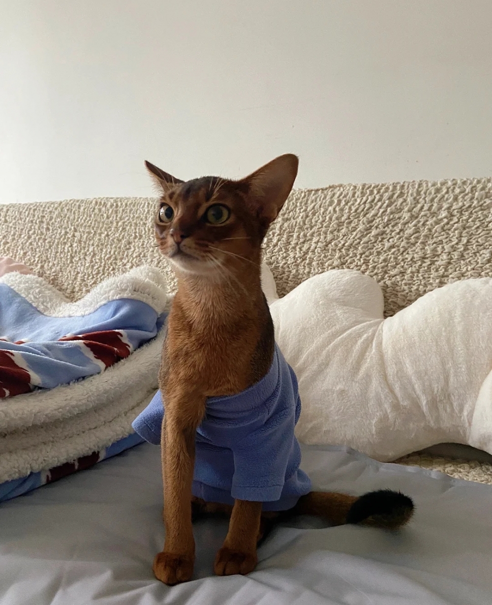 奴才：倒是挺性感的