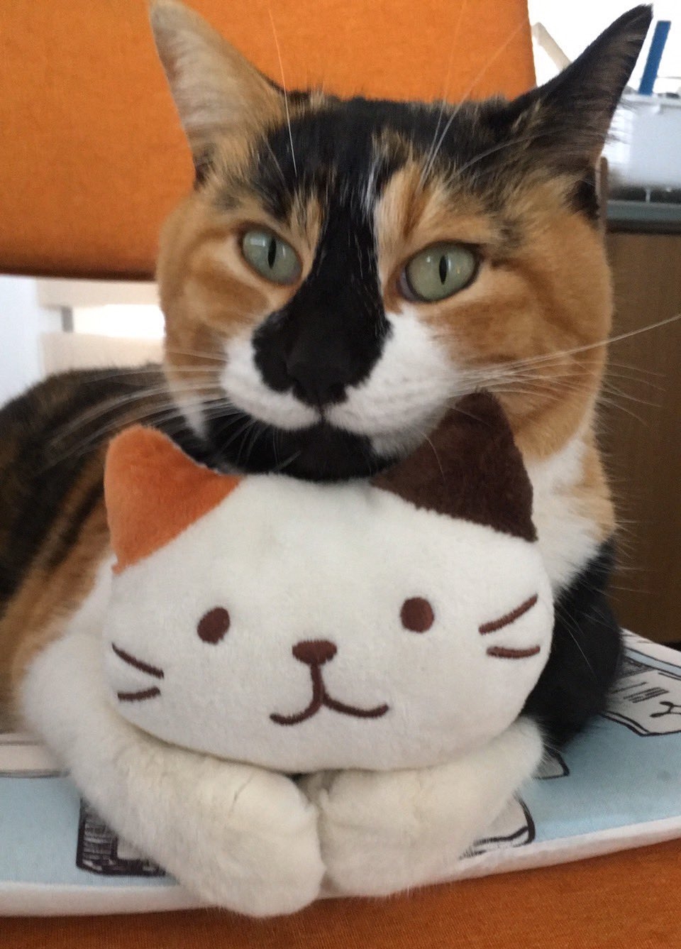 奴才：每天跟公仔娃娃貼貼的時間還多過奴才啦