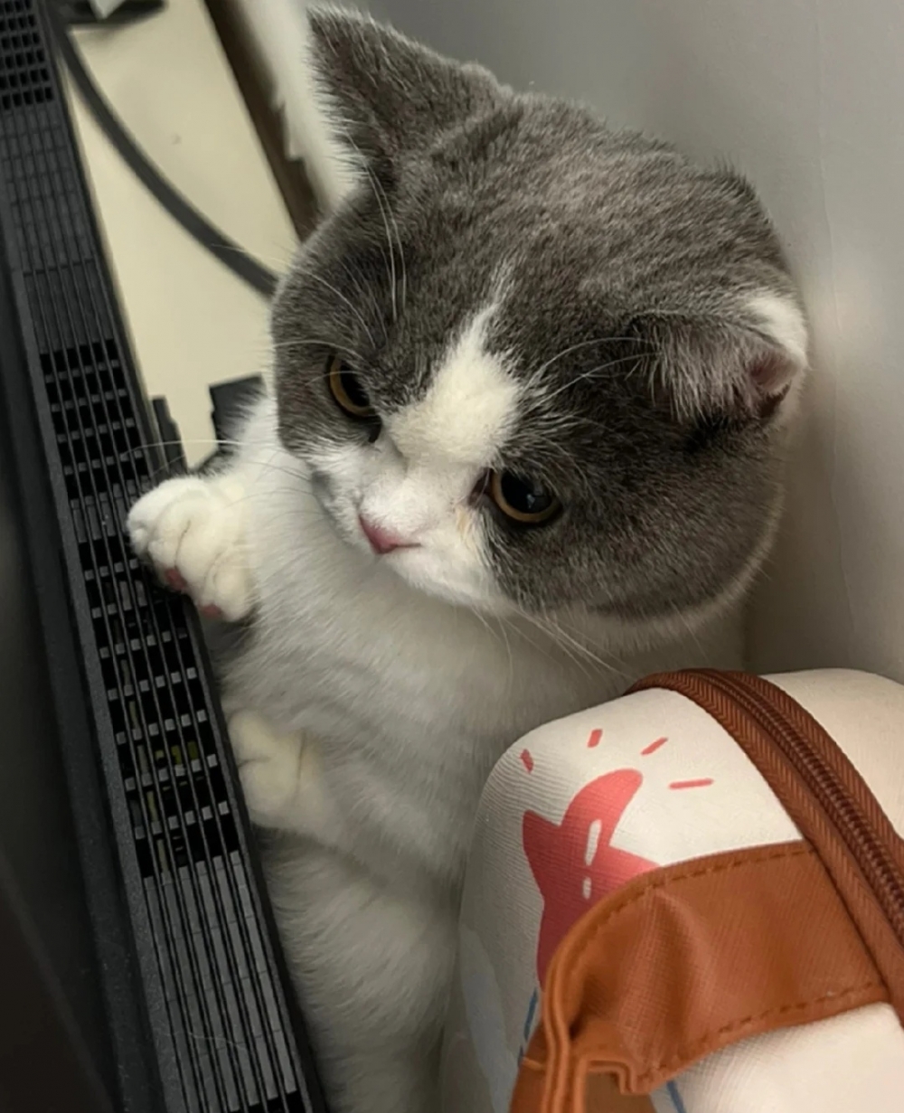 奴才：那就換一個我會玩的吧～