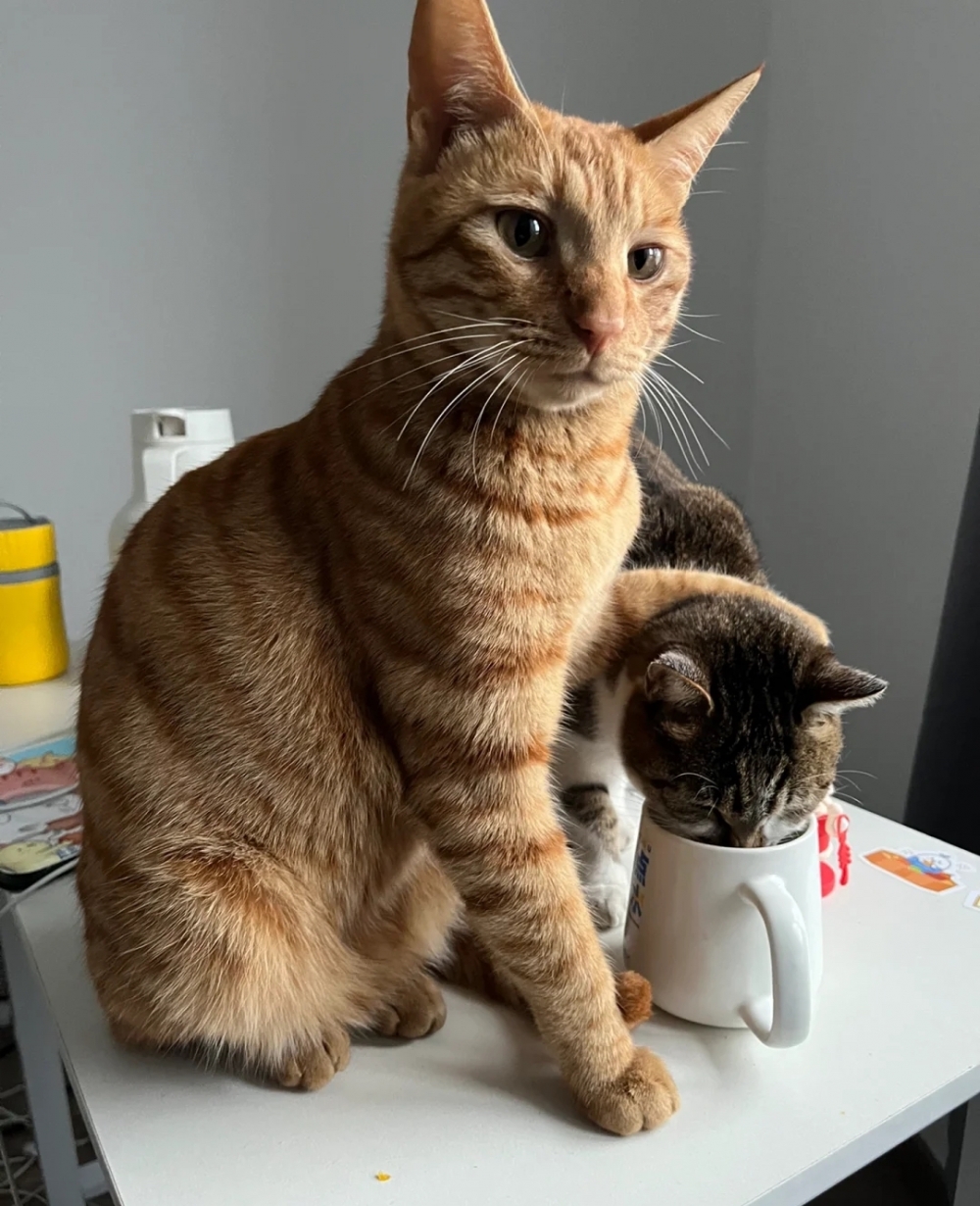 狸花喵：喝水而已，有什麼了不起的