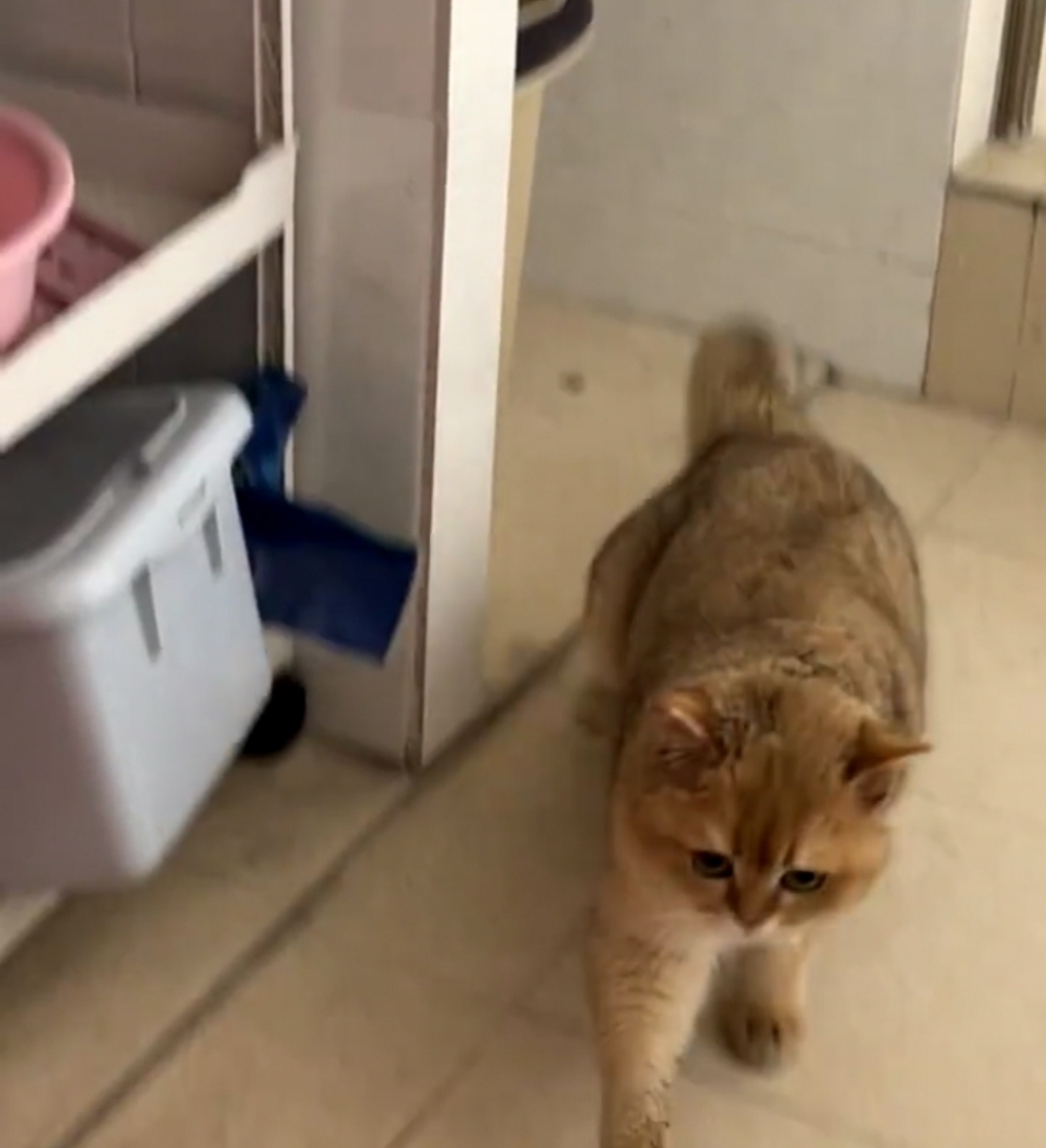 喵：隨緣吧~上不去也吃不到就算了